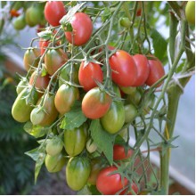 Редкие сорта томатов Чио-Чио-Сан